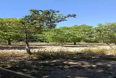 زمین کشاورزی در فریدونشهر بلوار بسیج وحدت آباد ۱۰۰۰ متر