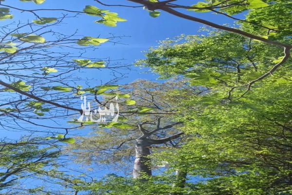 زمین باغی مازندران بهشهر رستم کلا ۲۷۵۰ متر-3