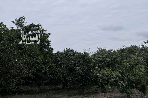 فروش زمین باغی در روستای افرا جاده نظامی قائمشهر ۴۵۰ متر-1
