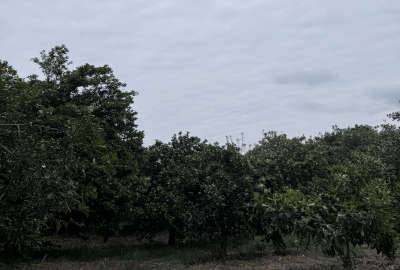 فروش زمین باغی در روستای افرا جاده نظامی قائمشهر ۴۵۰ متر