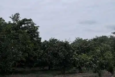 فروش زمین باغی در روستای افرا جاده نظامی قائمشهر ۴۵۰ متر