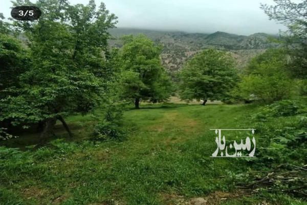 باغ گردو گیلاس ۱۲۰۰۰ متر زمین کجور خورشید آباد-1