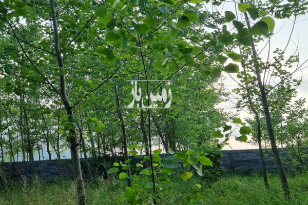 زمین باغی سند دار در لنگرود داخل شهر بر خیابان-1