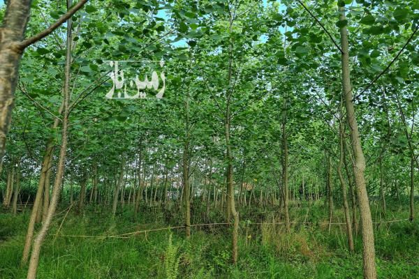 زمین باغی سند دار در لنگرود داخل شهر بر خیابان-4