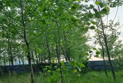 زمین باغی سند دار در لنگرود داخل شهر بر خیابان