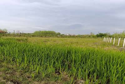 زمین زراعی طرح هادی ۵۸۷ متر صومعه سرا روستای سسمس