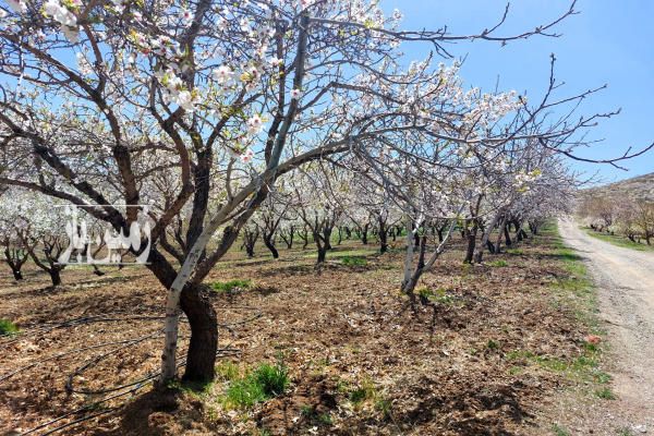 باغ ۳۶۰۰ متری حاشیه زاینده رود روستاهای مارکده و قوچان-1