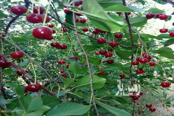 باغ ۳۶۰۰ متری حاشیه زاینده رود روستاهای مارکده و قوچان-2