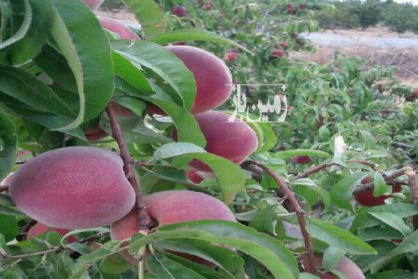 باغ ۳۶۰۰ متری حاشیه زاینده رود روستاهای مارکده و قوچان-3