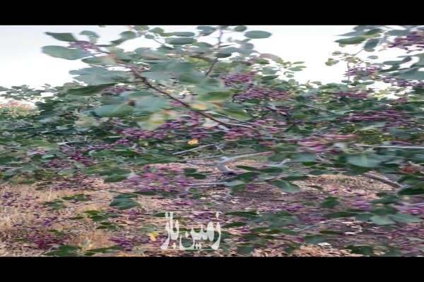 باغ پسته یک ساله به همراه اب ریشه ای ۱۱۰۰۰ متر-1