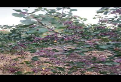 باغ پسته یک ساله به همراه اب ریشه ای ۱۱۰۰۰ متر