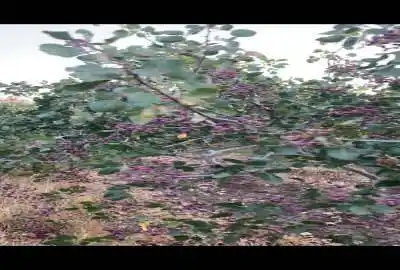 باغ پسته یک ساله به همراه اب ریشه ای ۱۱۰۰۰ متر