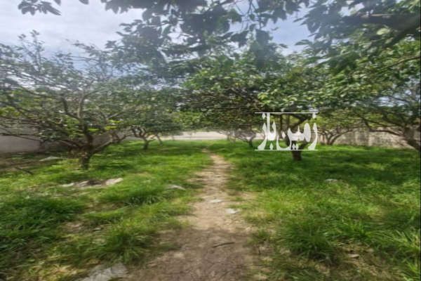 فروش زمین مازندران قائم شهر روستای پرچیکلا ۱۱۶۰ متر-3