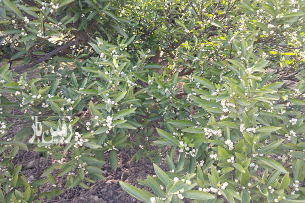 باغ مرکبات از نوع پج دور فنس آبیاری قطره ای ۲۰۰۰ متر-1