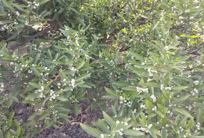 باغ مرکبات از نوع پج دور فنس آبیاری قطره ای ۲۰۰۰ متر