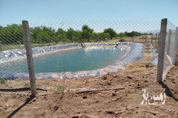 باغ انگور و بادام استخر دار شهرک یحیی آباد-2