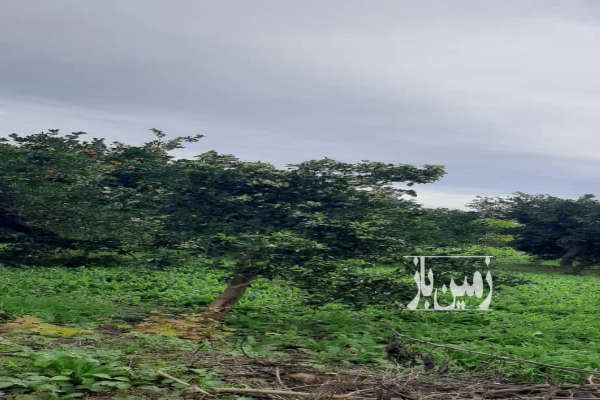 باغ مرکبات وسیاه ریشه درحال بهره برداری ۲۰۰۰ متر-2
