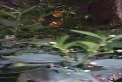 زمین کارگاهی در اصفهان نجف آباد ۱۰۳۷ متر