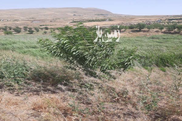 زمین روستای زرشک نزدیک دریاچه دریابک ۱۳۰۰ متر-2