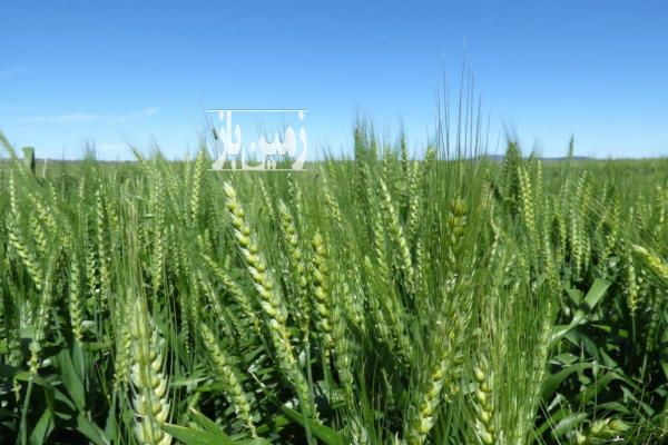 فروش زمین ۱۰۶۰۰۰ متر منطقه دشتابی روستای مندرآباد-1