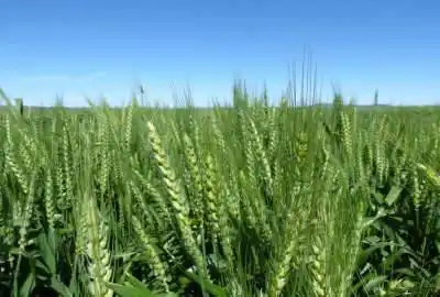 فروش زمین ۱۰۶۰۰۰ متر منطقه دشتابی روستای مندرآباد