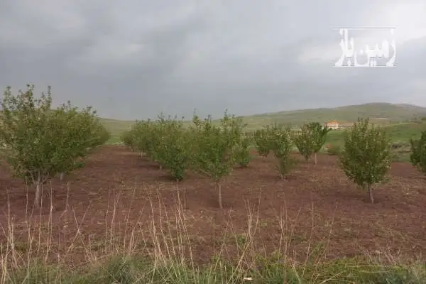 باغ کشاورزی در دریابک قزوین ۳۰۰۰ متر - تصویر 2