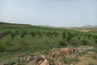 باغ کشاورزی در دریابک قزوین ۳۰۰۰ متر