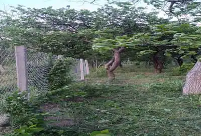 باغ مثمر با درختان میوه کهنسال روستای رستم آباد ۱۵۰۰ متر