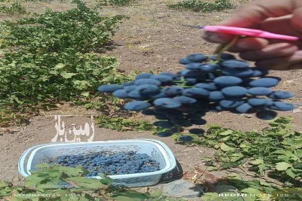زمین کشاورزی انگوردیم روستای خانه آباد خانبا ۶۰۰۰ متر-2