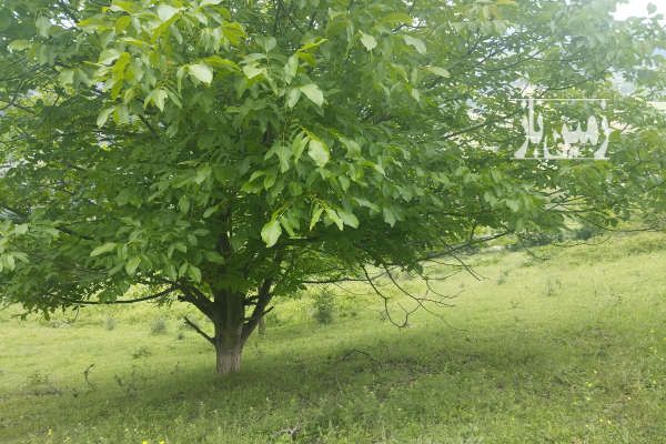فروش زمین کلی وجزیی در رحمت اباد روستای چره ۸۲۰۰ متر-1