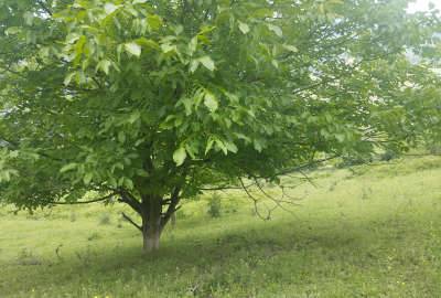 فروش زمین کلی وجزیی در رحمت اباد روستای چره ۸۲۰۰ متر