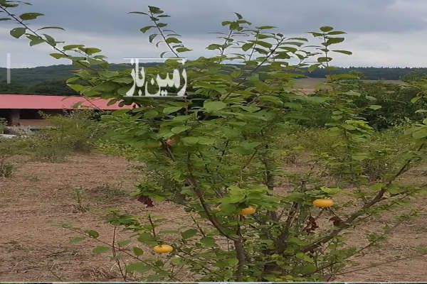 زمین باغی ویو ابدی در شهر ساری منطقه کیاپی ۱۷۰۰ متر-1