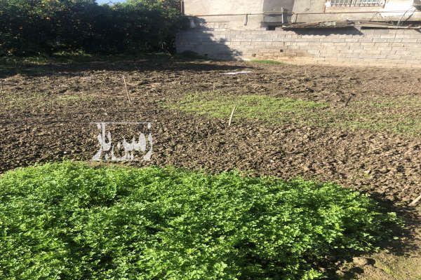 زمین٩۵٠ متری در بابل روستای ورمتون-3