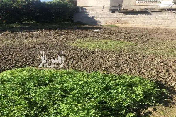 زمین٩۵٠ متری در بابل روستای ورمتون - تصویر 3