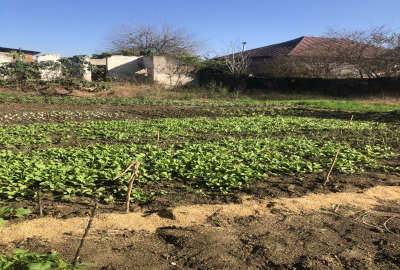 زمین٩۵٠ متری در بابل روستای ورمتون