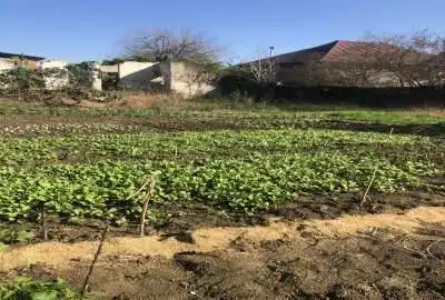 زمین٩۵٠ متری در بابل روستای ورمتون