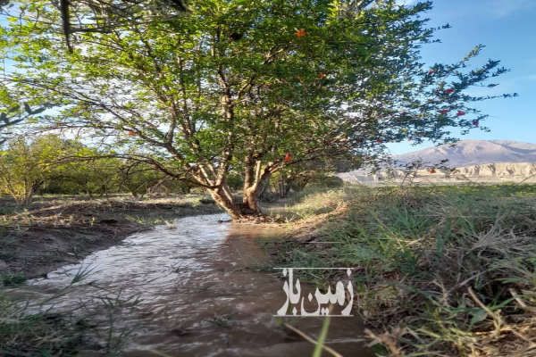فروش باغ زیتون و انار طارم روستای دستجرده ۳ هکتار-1