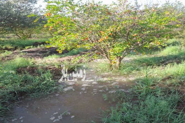 فروش باغ زیتون و انار طارم روستای دستجرده ۳ هکتار-2