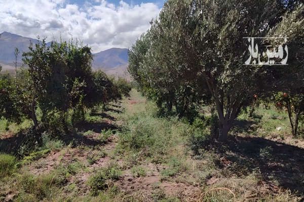 فروش باغ زیتون و انار طارم روستای دستجرده ۳ هکتار-3