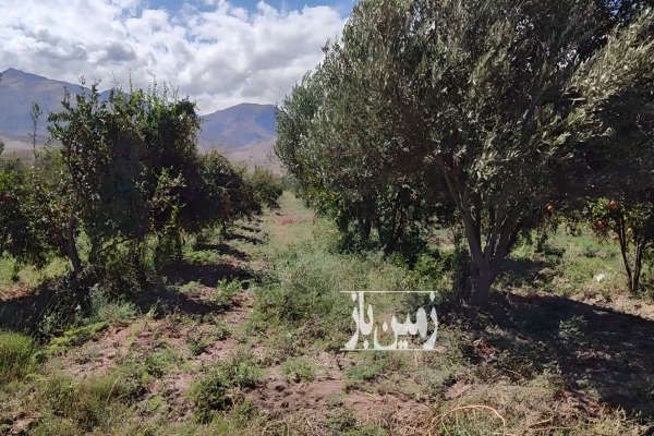 فروش باغ زیتون و انار طارم روستای دستجرده ۳ هکتار-4