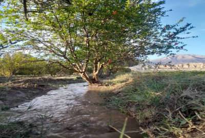 فروش باغ زیتون و انار طارم روستای دستجرده ۳ هکتار