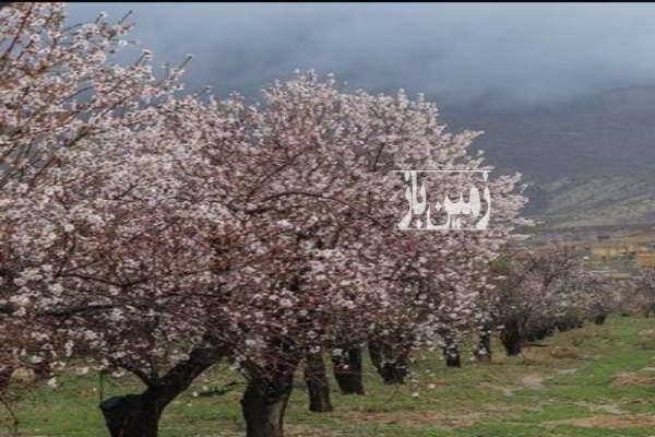 باغ بادام و گردو ۳۵۰۰۰ متر در خوانسار-1