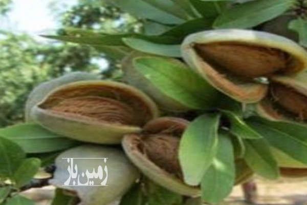 باغ بادام و گردو ۳۵۰۰۰ متر در خوانسار-2