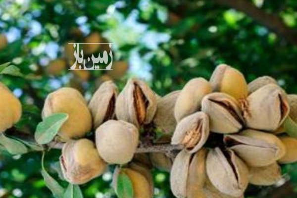 باغ بادام و گردو ۳۵۰۰۰ متر در خوانسار-3