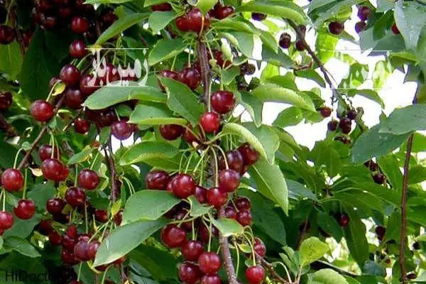 باغچه گیلاس در بهترین نقطه خوشنام ۳۰۰ متر - تصویر 2