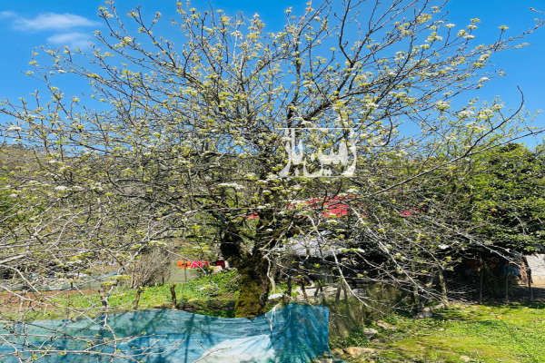 زمین مسکونی در فومن روستای ملسکام ۷۷۸ متر-3