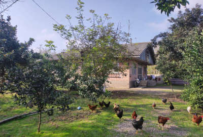 زمین سرسبز کیاشهر روستای لسکوکلایه بزرگ ۱۰۵۰ متر