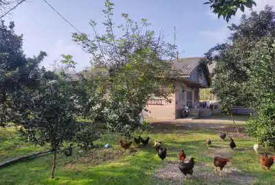زمین سرسبز کیاشهر روستای لسکوکلایه بزرگ ۱۰۵۰ متر