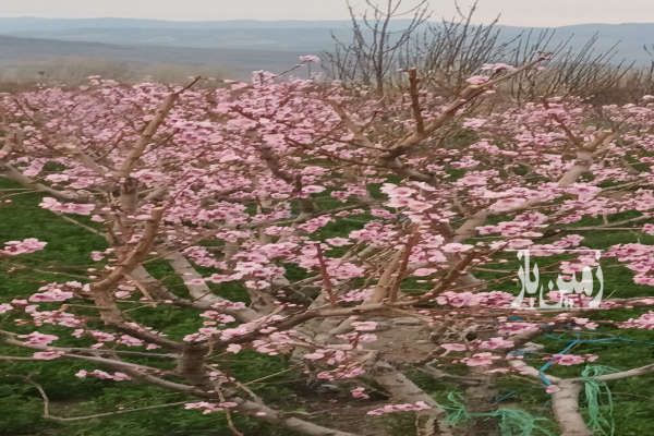 فروش یک قطعه باغ شلیل ردگل یک دست ۵۰۰۰ متر-2