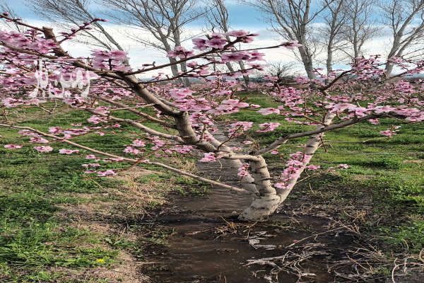 فروش یک قطعه باغ شلیل ردگل یک دست ۵۰۰۰ متر-4